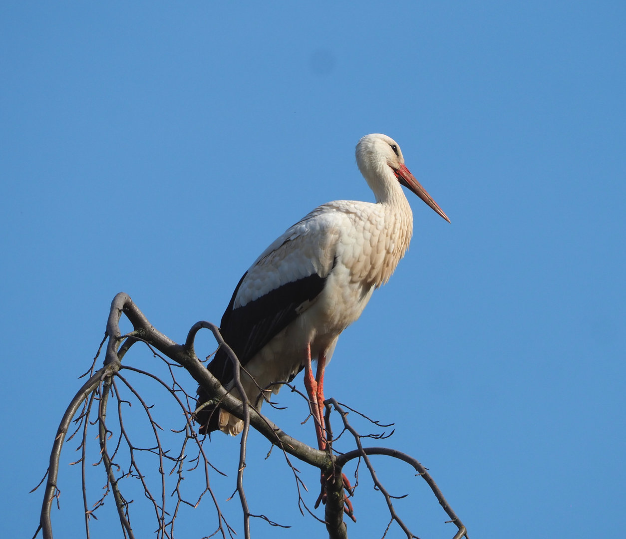 European white stork (Ciconia ciconia ciconia), 2022-04-12