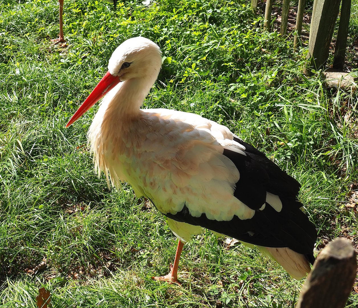 European white stork (Ciconia ciconia ciconia), 2023-09-26