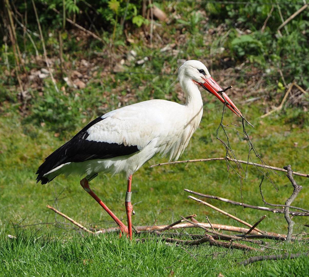 European white stork (Ciconia ciconia ciconia) collecting nesting material, 2022-04-12