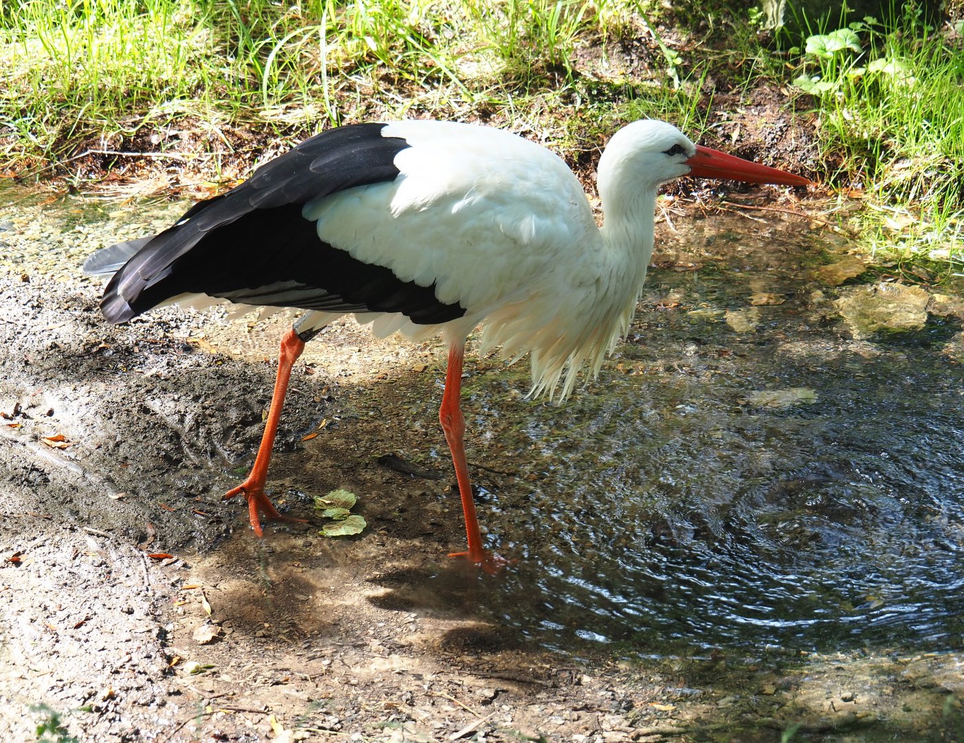European white stork (Ciconia ciconia ciconia) drinking from source pool, 2021-08-15