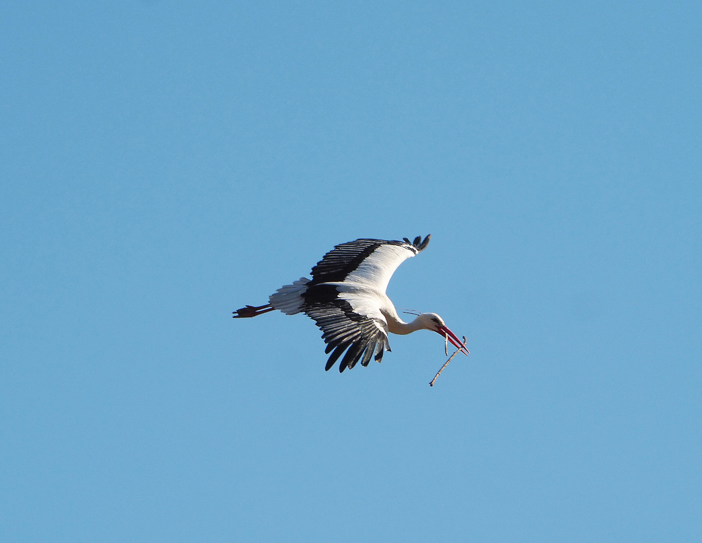 European white stork (Ciconia ciconia ciconia) in flight with nesting material, 2022-03-08