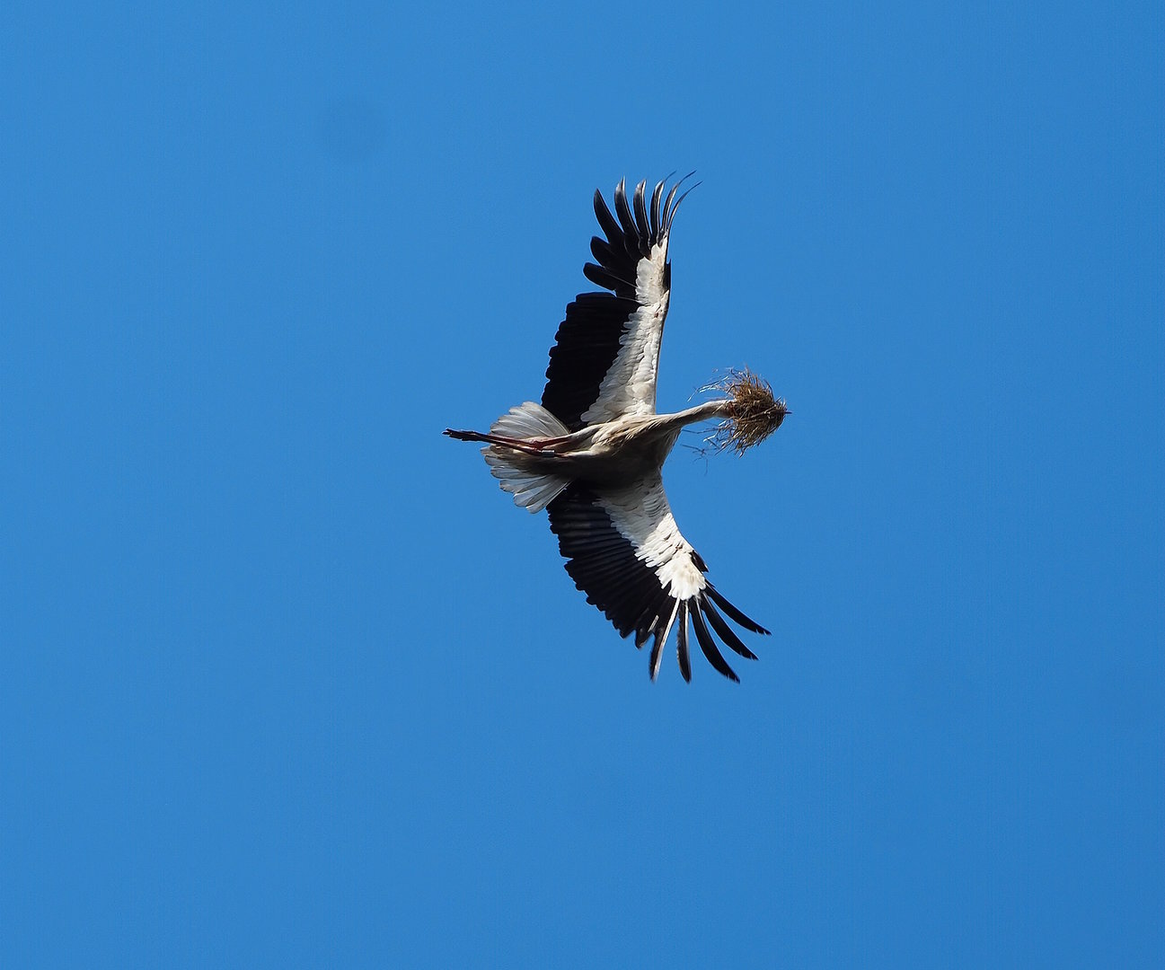 European white stork (Ciconia ciconia ciconia) in flight with nesting material, 2022-07-16