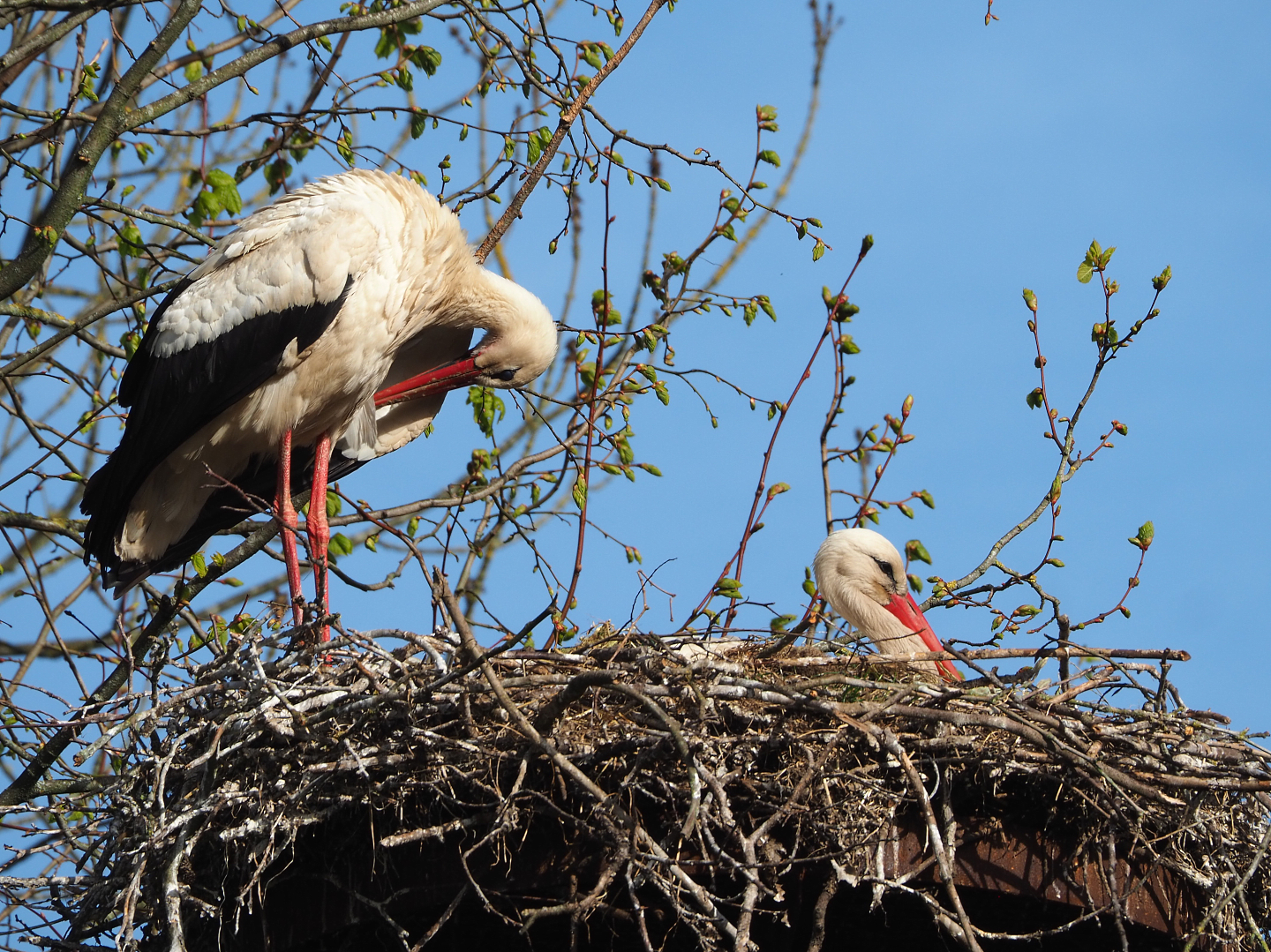 European white stork (Ciconia ciconia ciconia) pair on nest, 2022-04-12