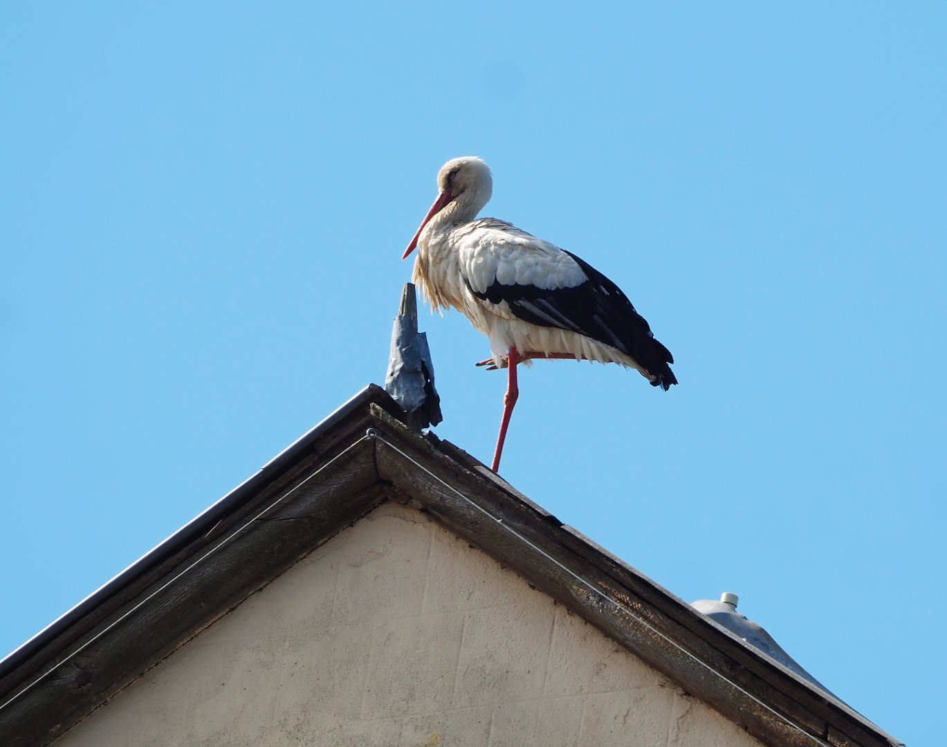 European white stork (Ciconia ciconia ciconia) sitting on top of the entrance gate, 2022-06-28