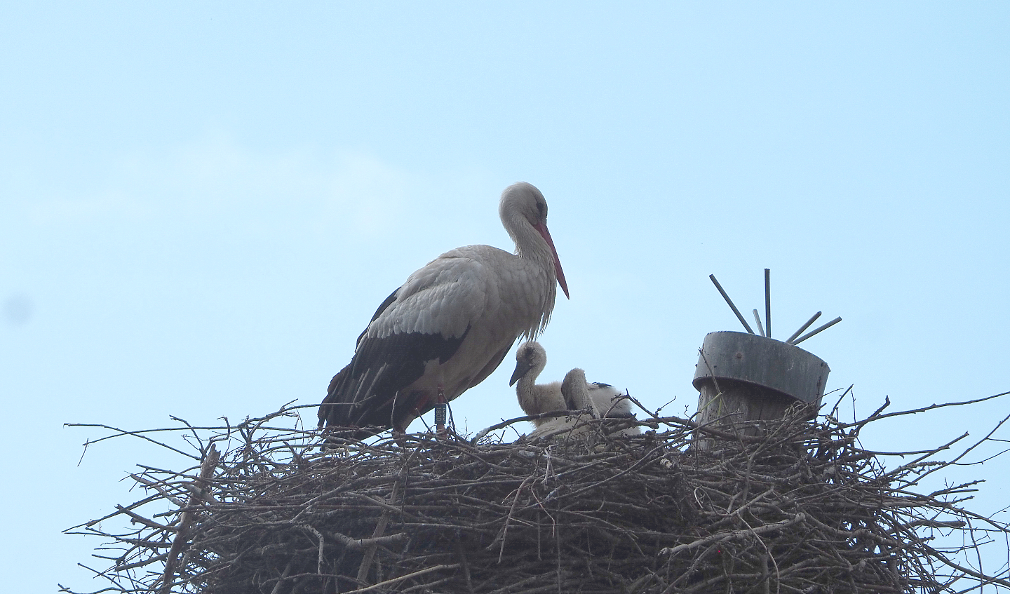 European white stork (Ciconia ciconia ciconia) with chick on nest, 2022-05-28