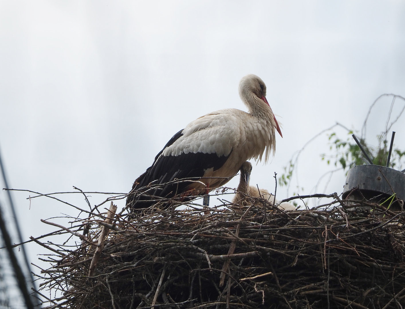 European white stork (Ciconia ciconia ciconia) with chick on nest, 2022-05-28
