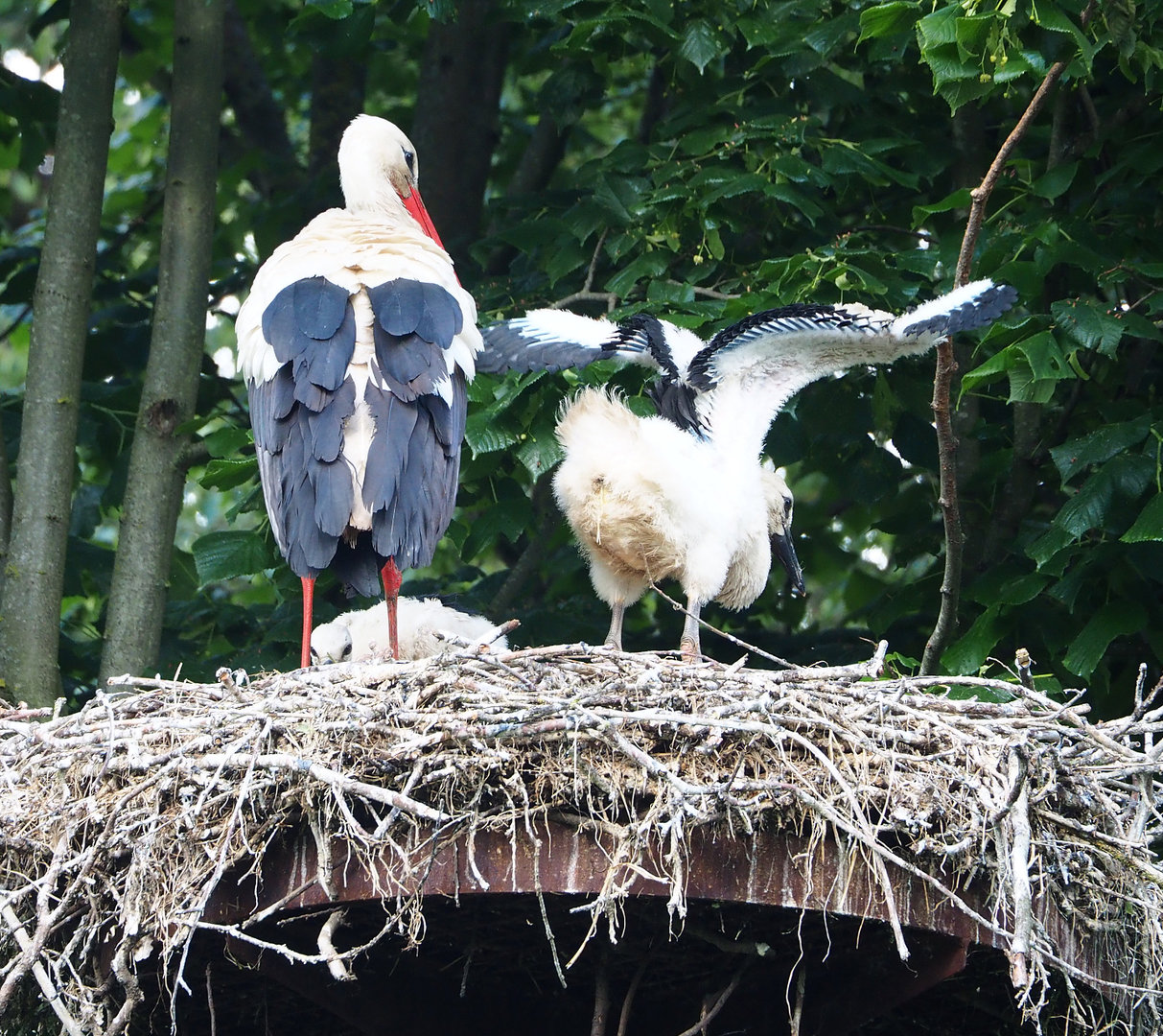 European white stork (Ciconia ciconia ciconia) with chick on nest, 2022-05-28