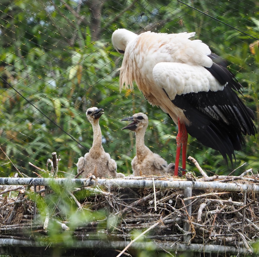 European white stork (Ciconia ciconia ciconia) with chicks on nest, 2022-05-17