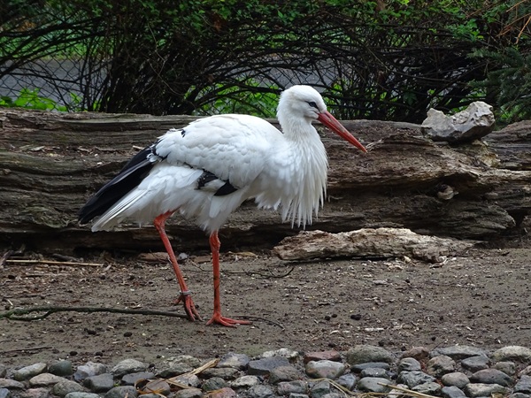European white stork (Ciconia ciconia ciconia)