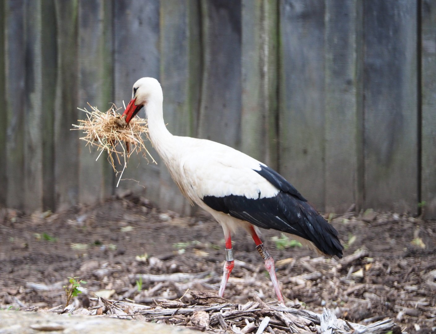 European white stork (Ciconia ciconia) collecting nesting material in the rhinoceros paddock, 2020-05-23