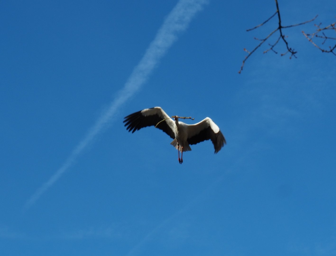 European white stork (Ciconia ciconia) flying with nesting material (Feb 16th, 2019)