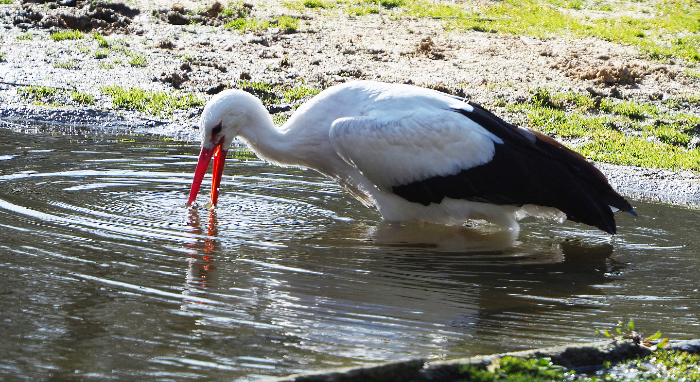 European white stork (Ciconia ciconia) foraging in the Grévy's zebra paddock moat, 2021-02-23