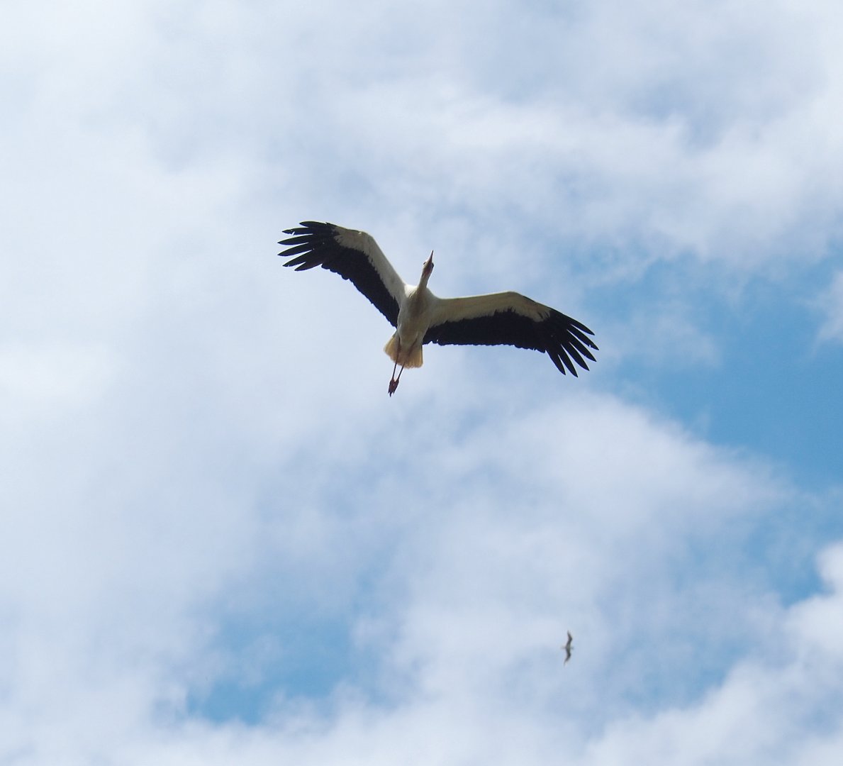 European white stork (Ciconia ciconia) in flight, 2022-06-28