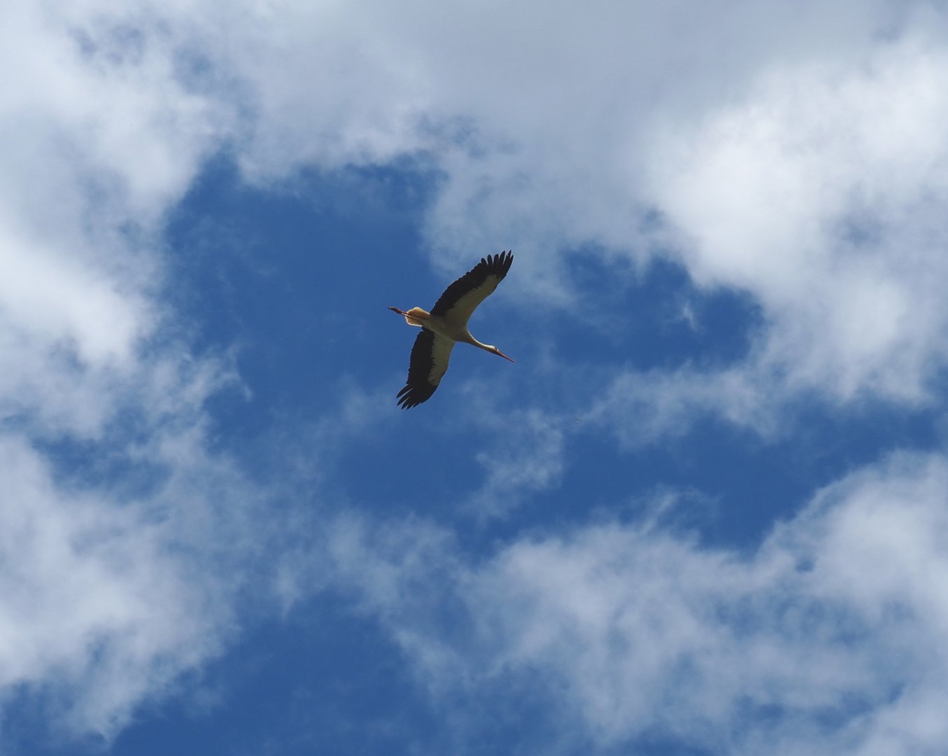 European white stork (Ciconia ciconia) in flight, 2022-06-28