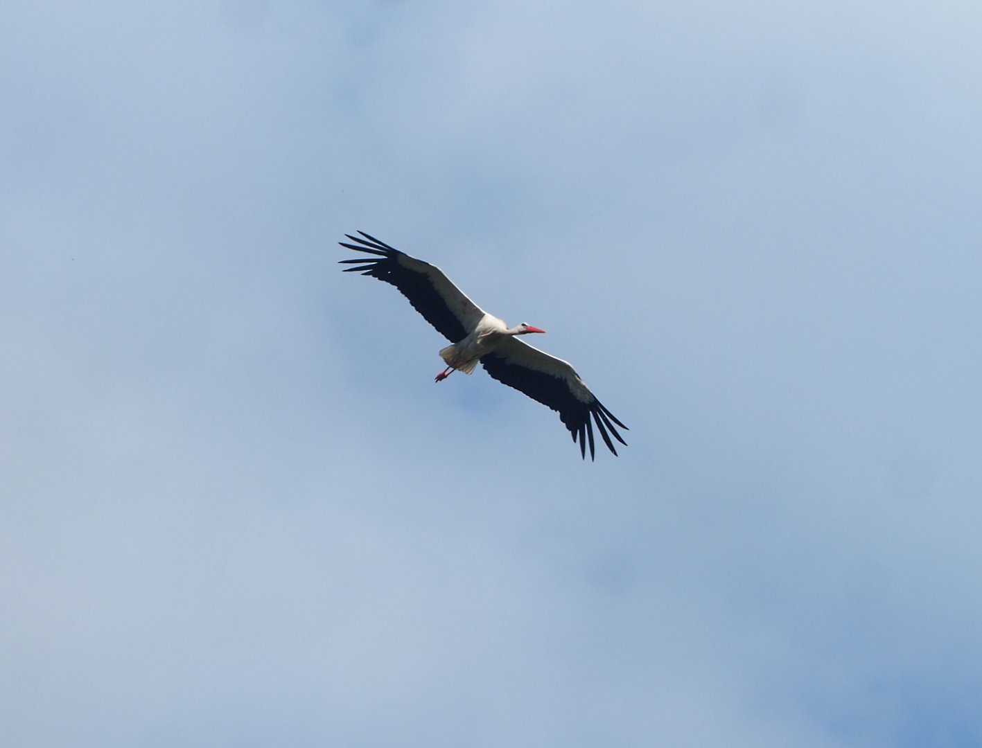 European white stork (Ciconia ciconia) in flight, 2022-06-28