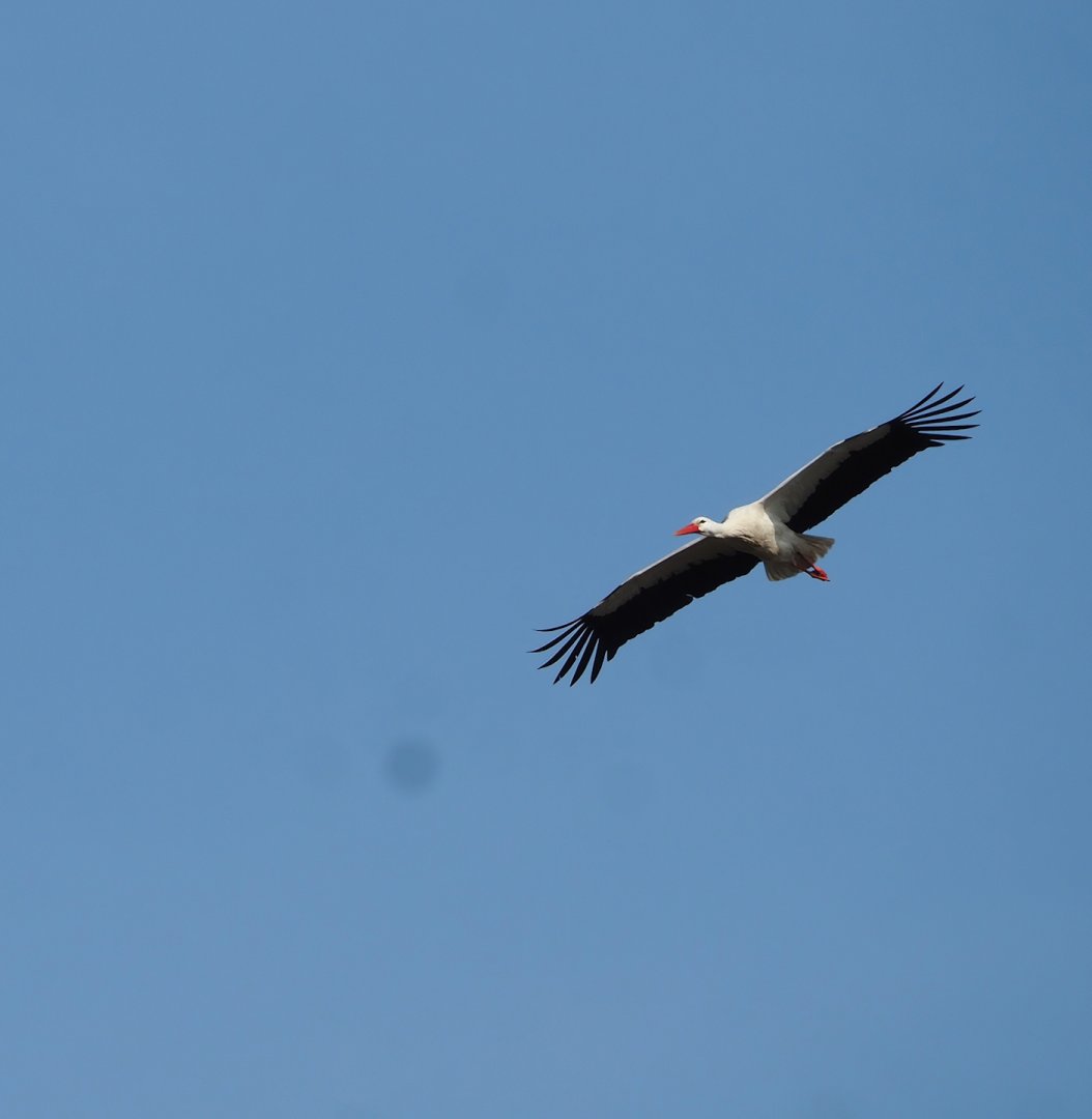 European white stork (Ciconia ciconia) in flight, 2023-03-28