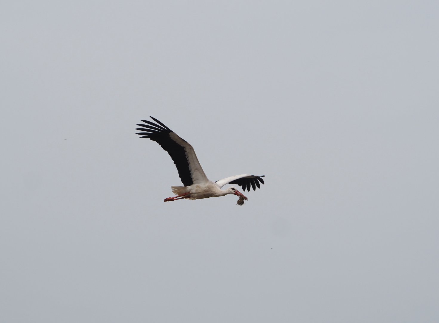 European white stork (Ciconia ciconia) in flight, 2024-04-06