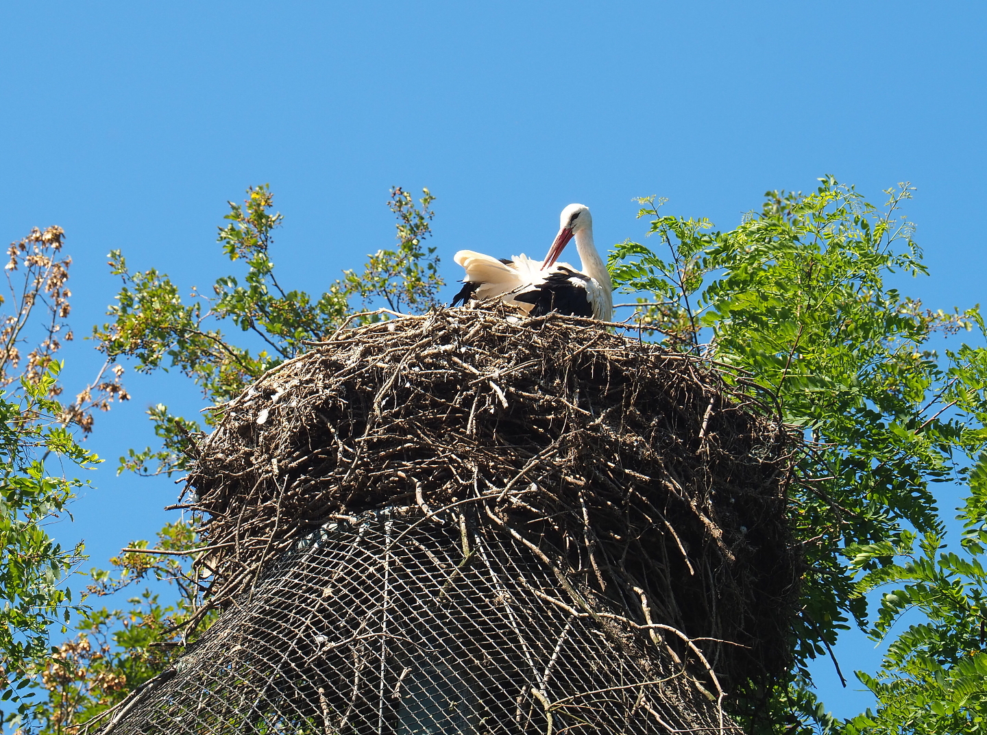 European white stork (Ciconia ciconia) nest, 2021-09-03
