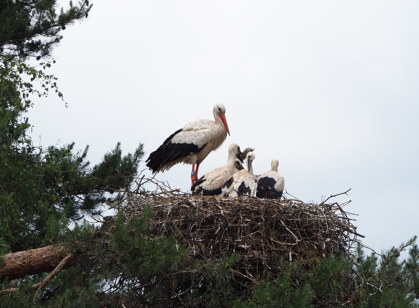 European white stork (Ciconia ciconia) nest, 2022-06-12