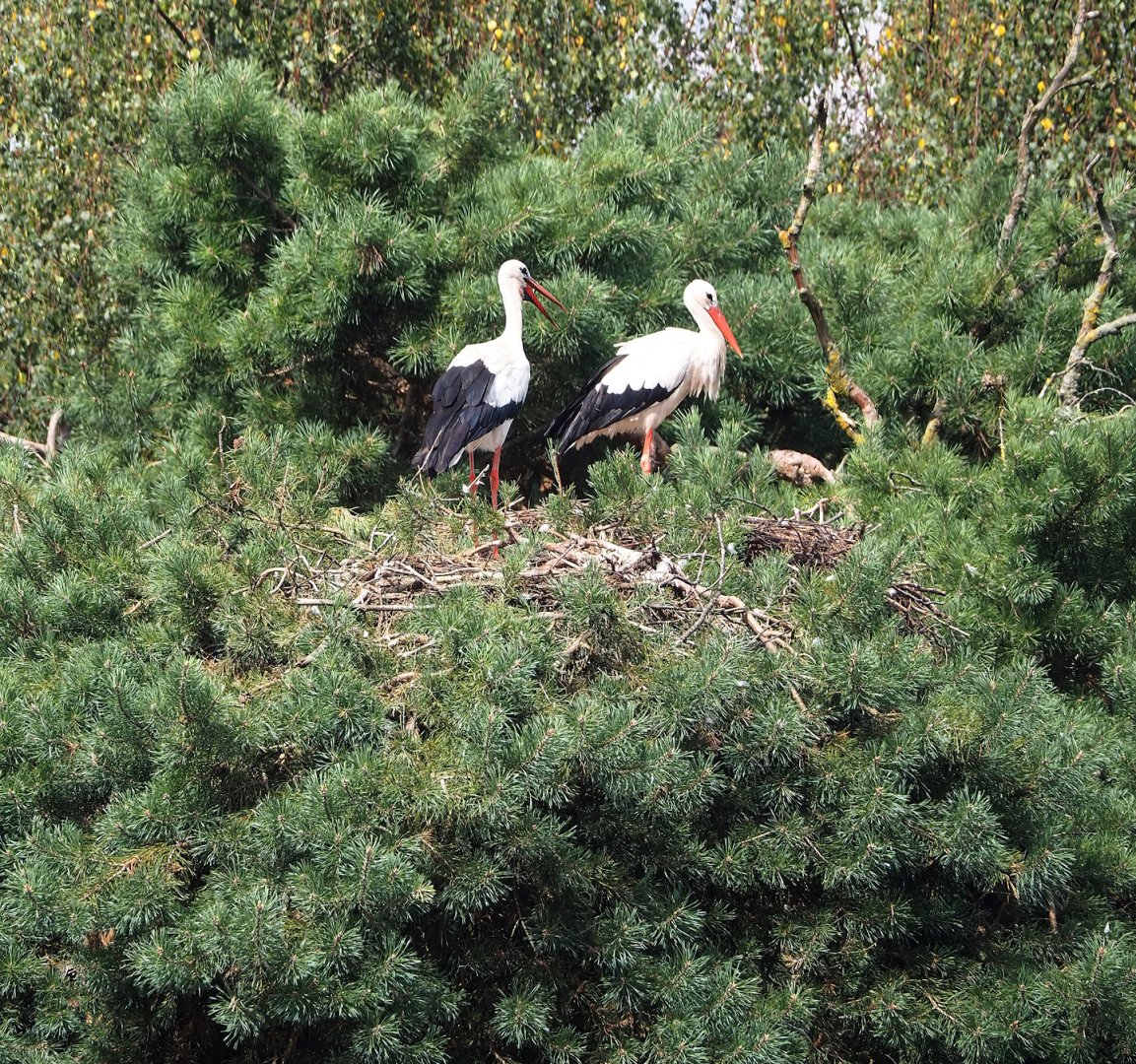 European white stork (Ciconia ciconia) nest, 2023-08-15