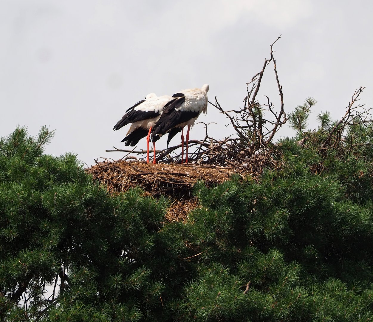 European white stork (Ciconia ciconia) nest, 2023-08-15