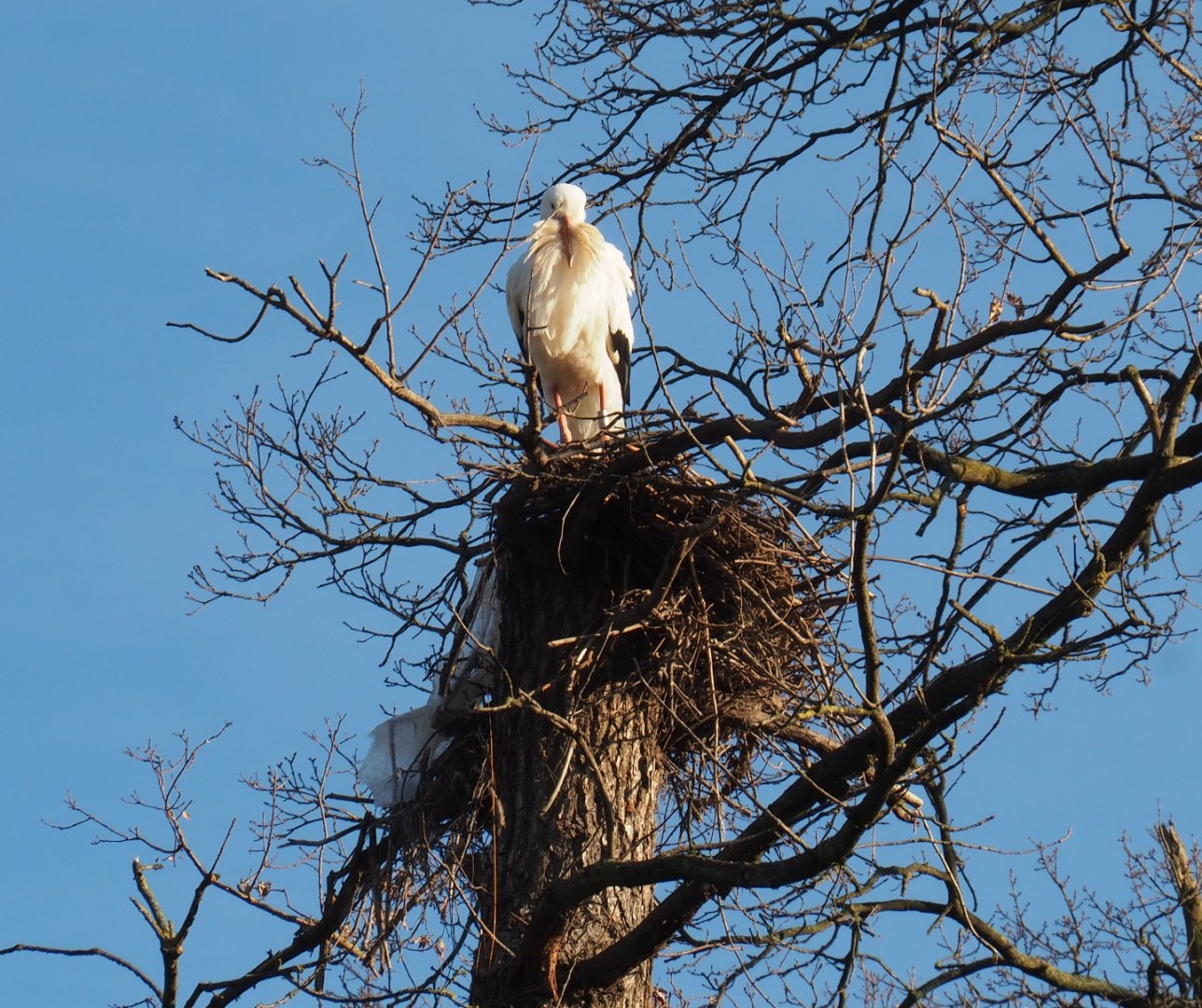 European white stork (Ciconia ciconia) nest on sawed-off tree (Feb 16th, 2019)