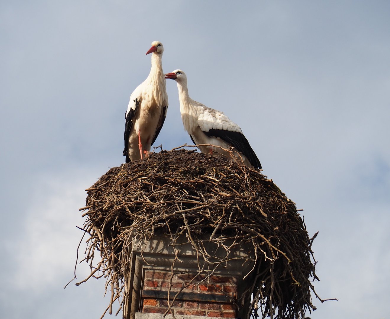 European white stork (Ciconia ciconia) nest on the roof of the 1780 manor house, 2024-03-04