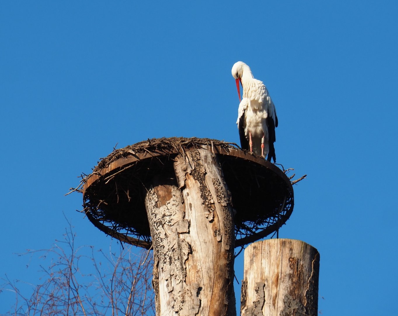 European white stork (Ciconia ciconia) nest on top of dead beech trees (Feb 16th, 2019)