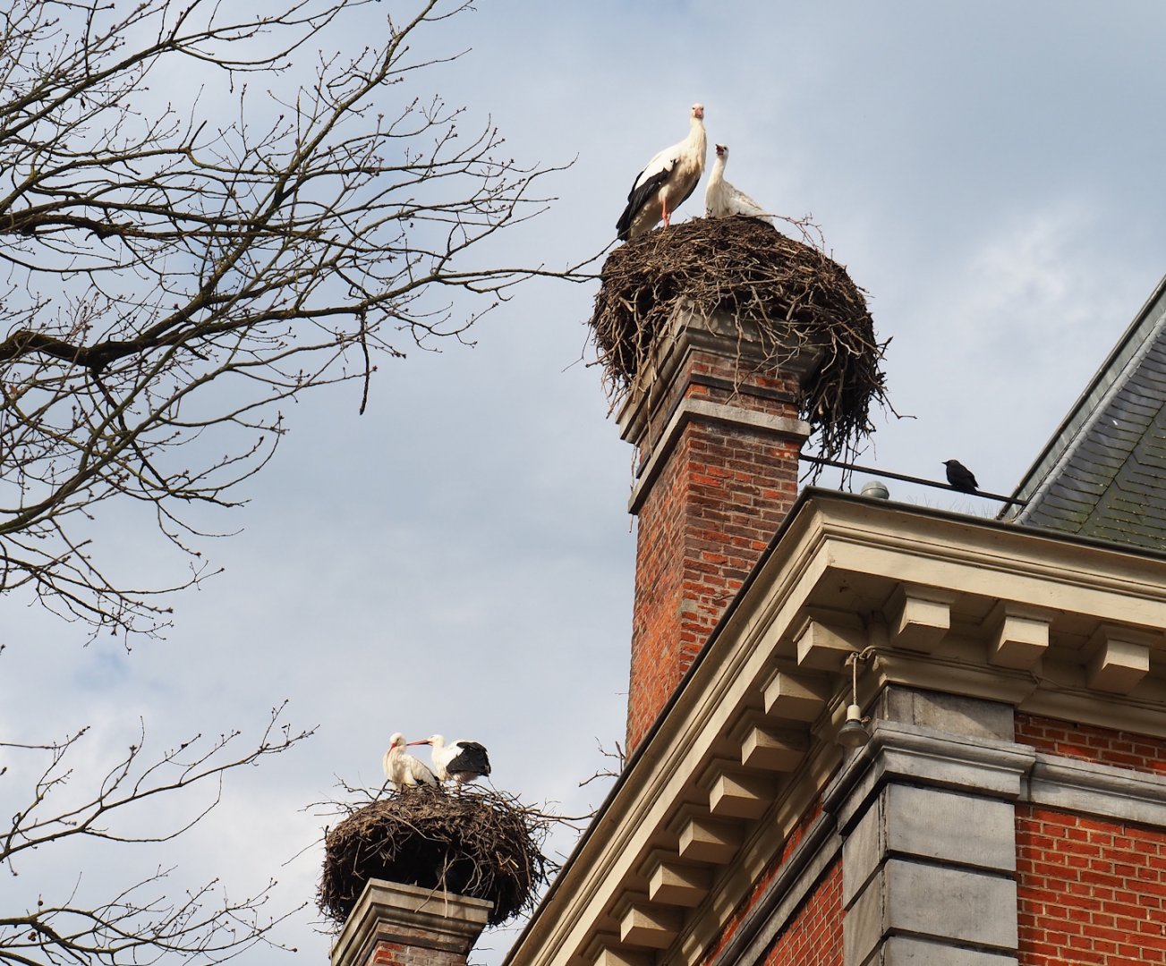 European white stork (Ciconia ciconia) nests on the roof of the 1780 manor house, 2024-03-04