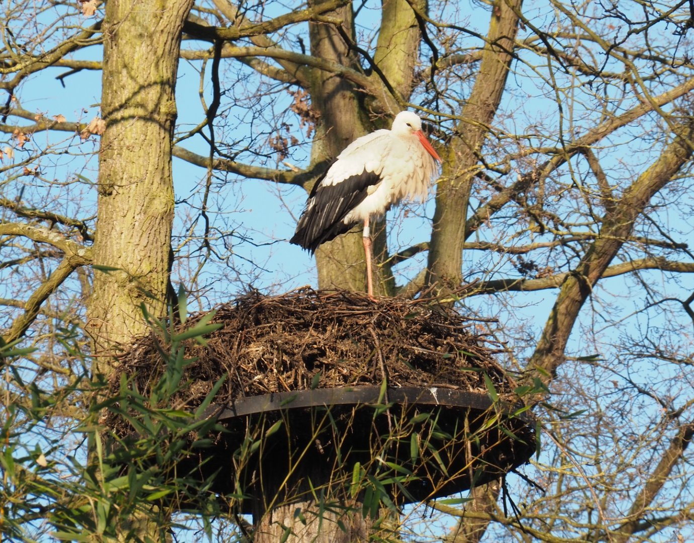 European white stork (Ciconia ciconia) on nest, Feb 16th, 2019