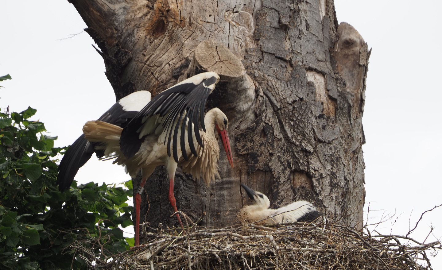 European white stork (Ciconia ciconia) on nest with chick, 2020-05-23