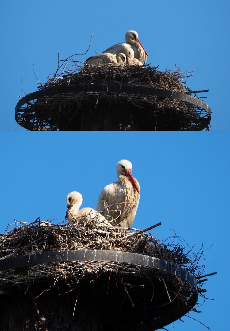European white stork (Ciconia ciconia) on nest with chicks, 2020-06-12