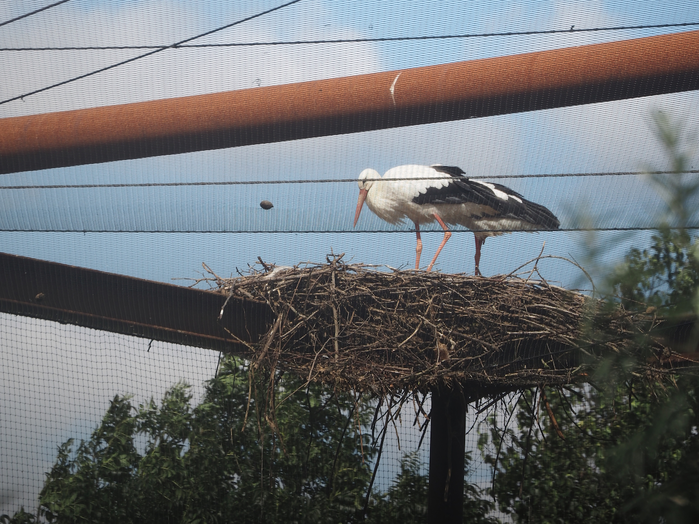 European white stork (Ciconia ciconia) on top of the Taiga aviary, 2024-08-21