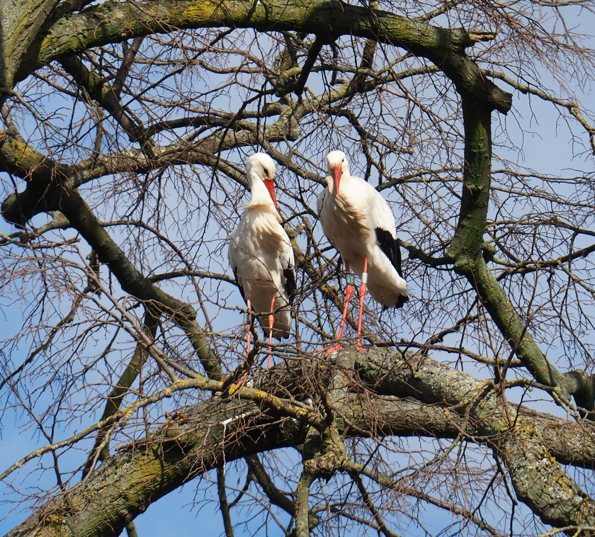 European white stork (Ciconia ciconia) pair in tree, 2021-02-23