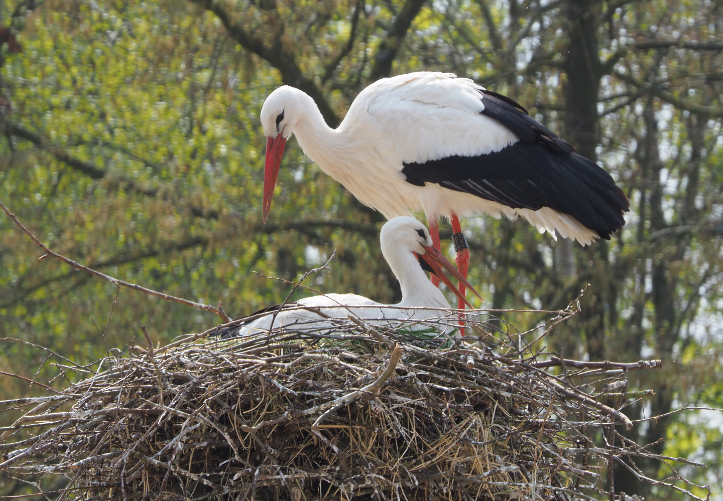 European white stork (Ciconia ciconia) pair on nest, 2021-04-20