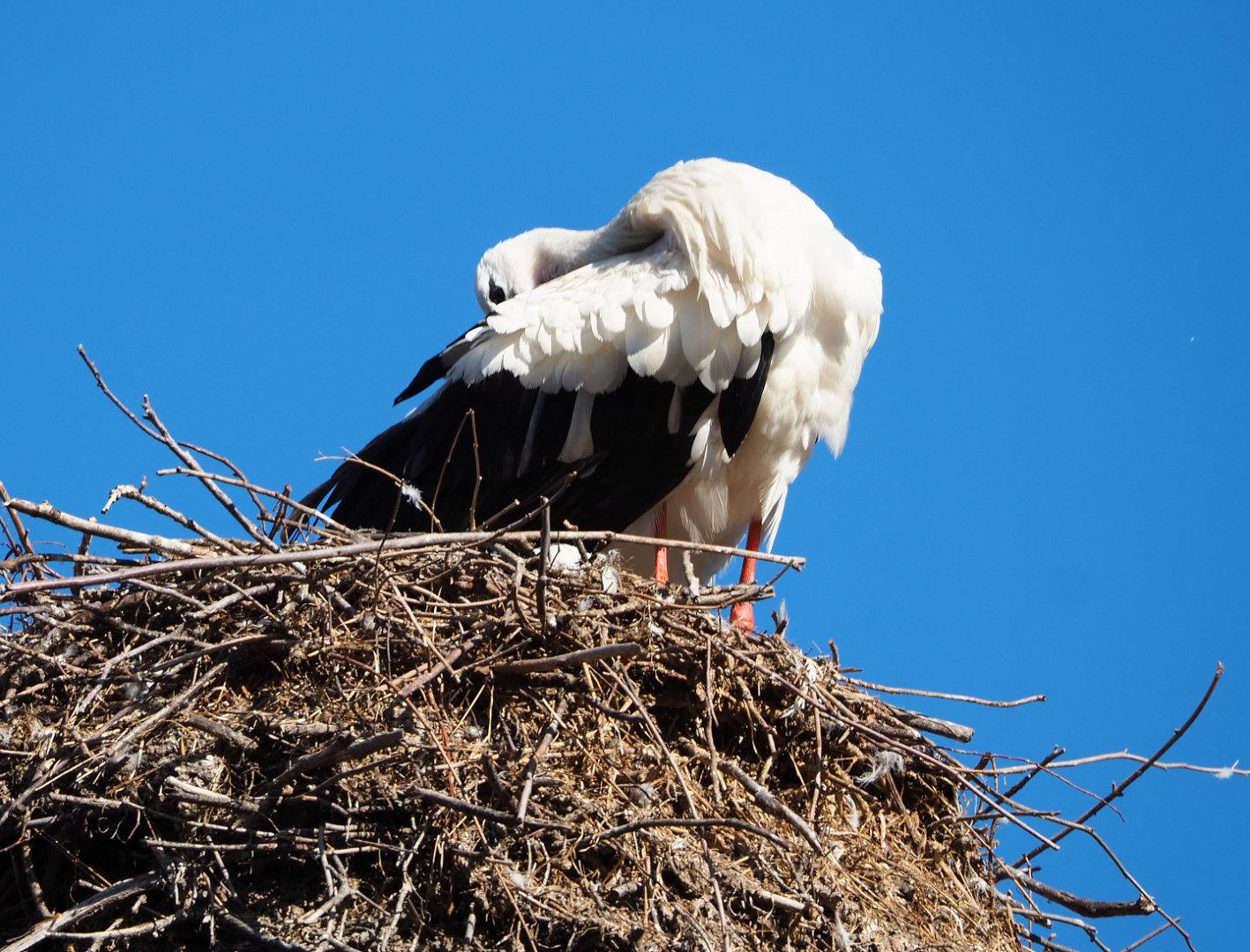 European white stork (Ciconia ciconia) preening on nest, 2020-07-21