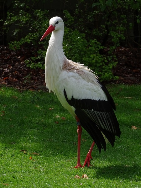 European white stork (Ciconia ciconia)