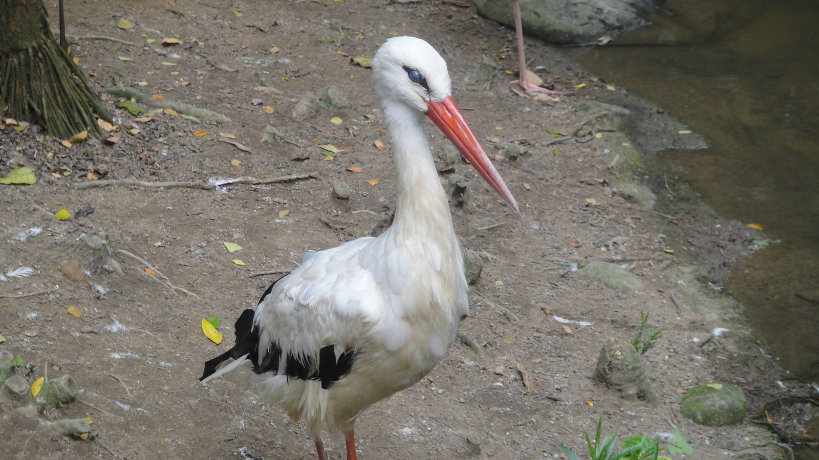 European White Stork (Ciconia cionia)