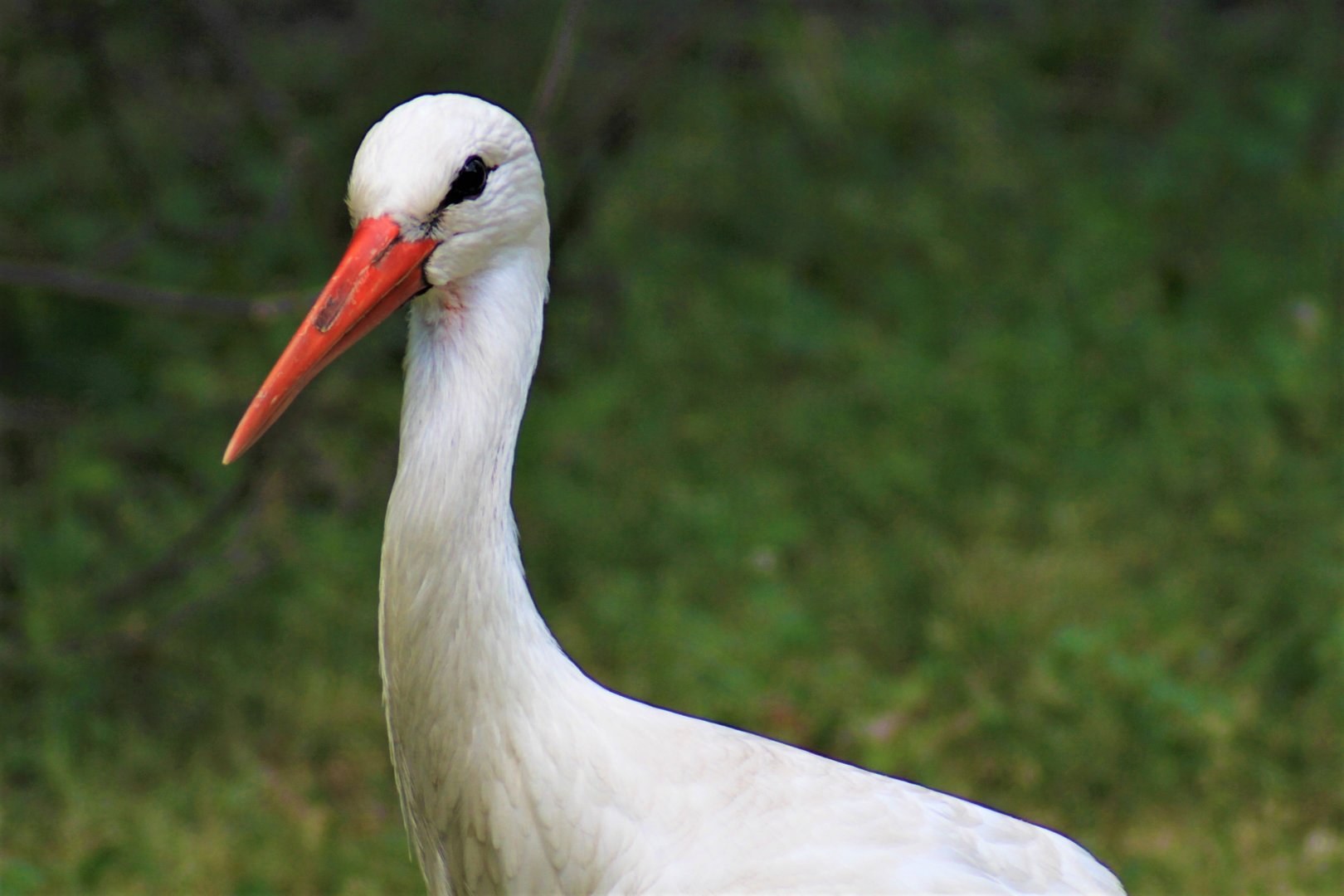 European White Stork, Detroit Zoo