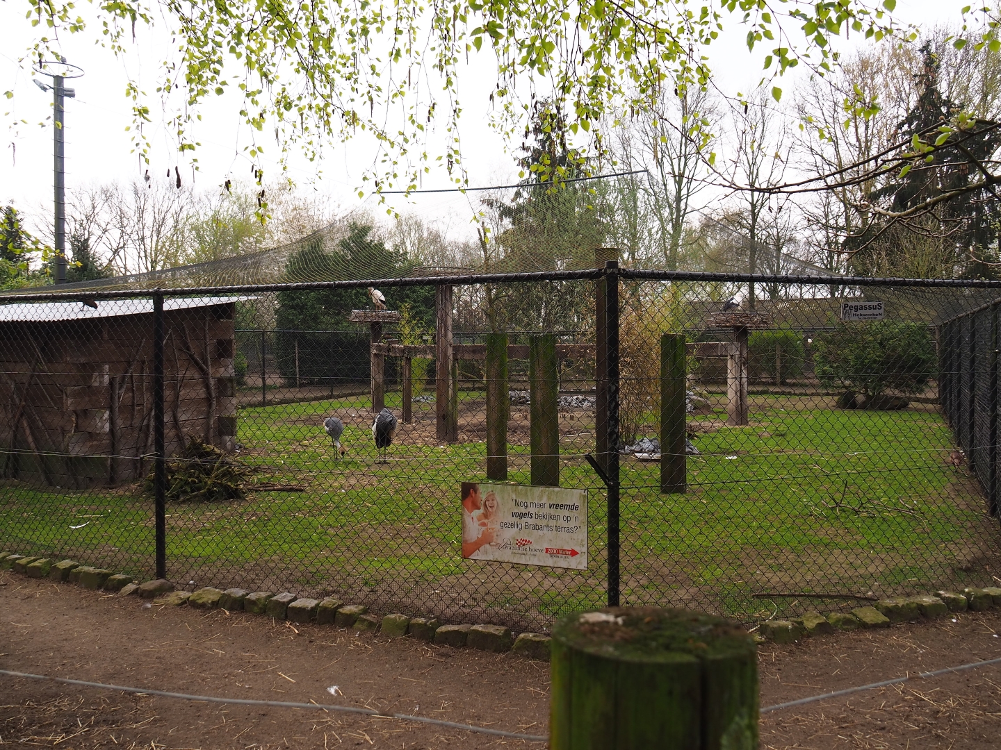 European white stork, East African grey crowned crane, hamerkop and ring-necked pheasant aviary, 2019-04-06