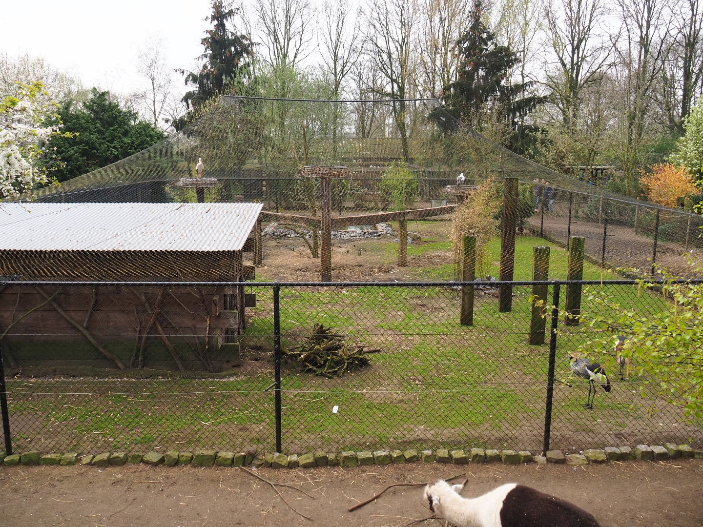 European white stork, East African grey crowned crane, hamerkop and ring-necked pheasant aviary, 2019-04-06