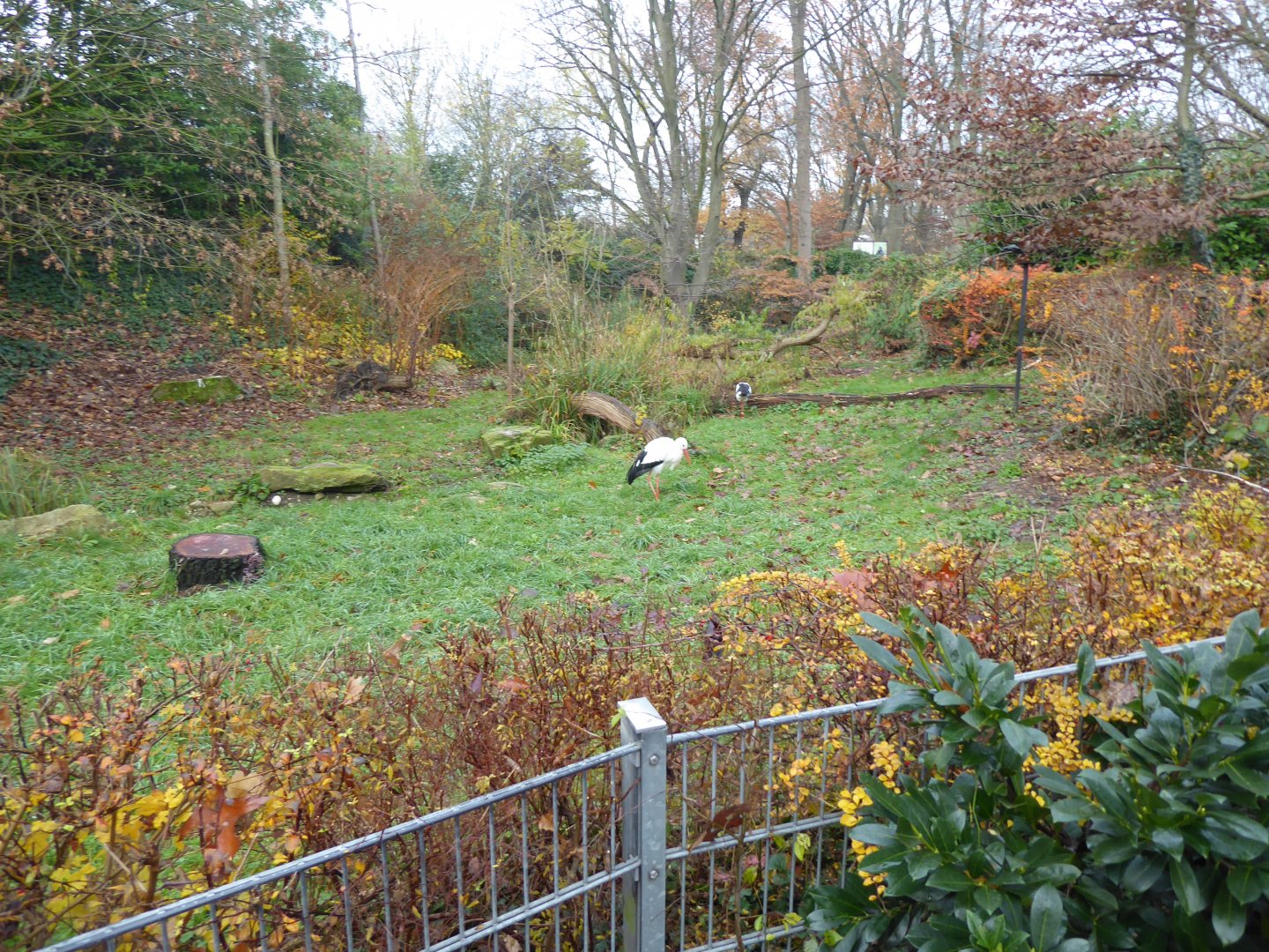 European white stork enclosure 011219