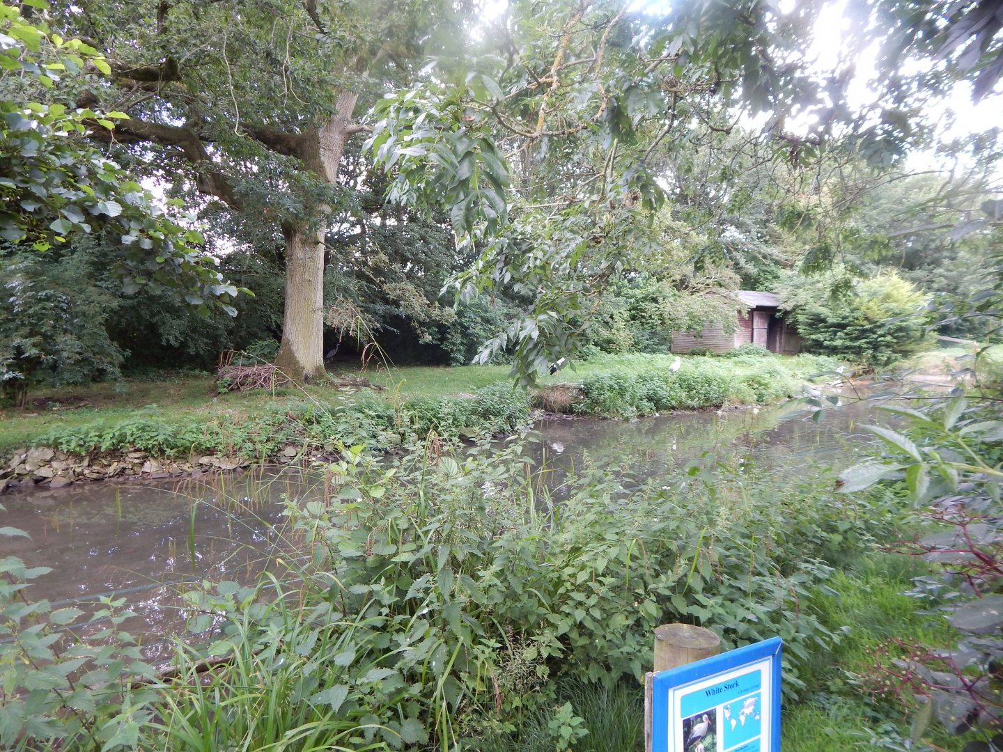 European white stork enclosure 030821