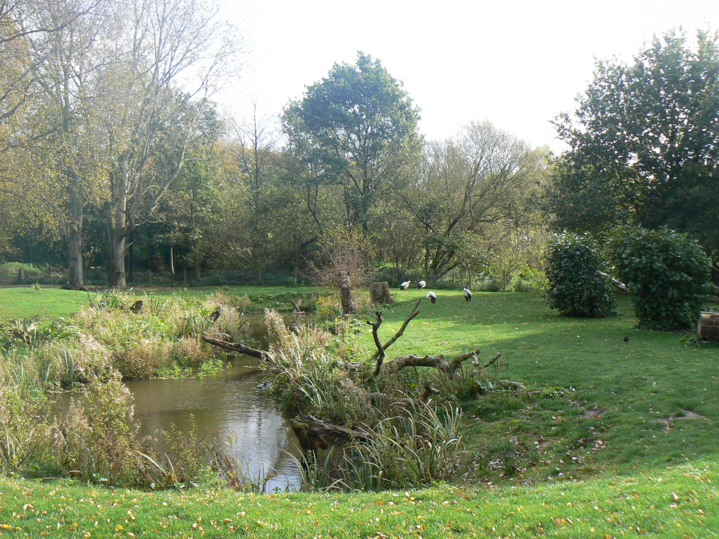 European White Stork Enclosure - 14 October 2017