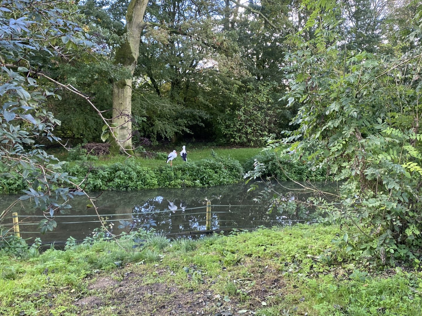 European white stork enclosure 241023