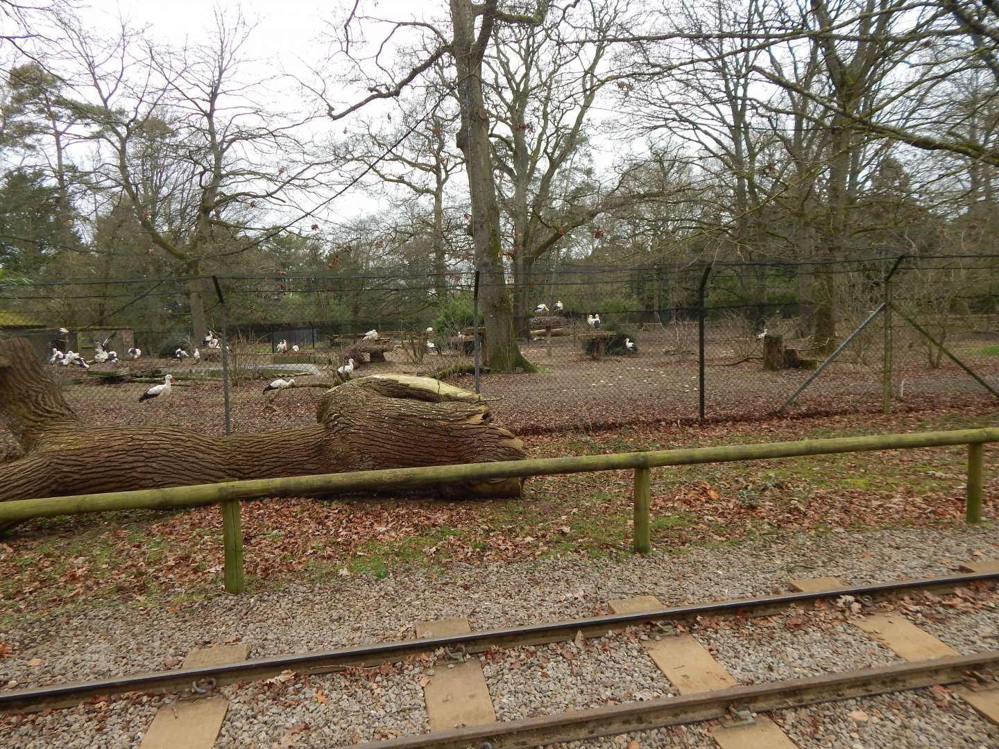 European white stork enclosure 280222