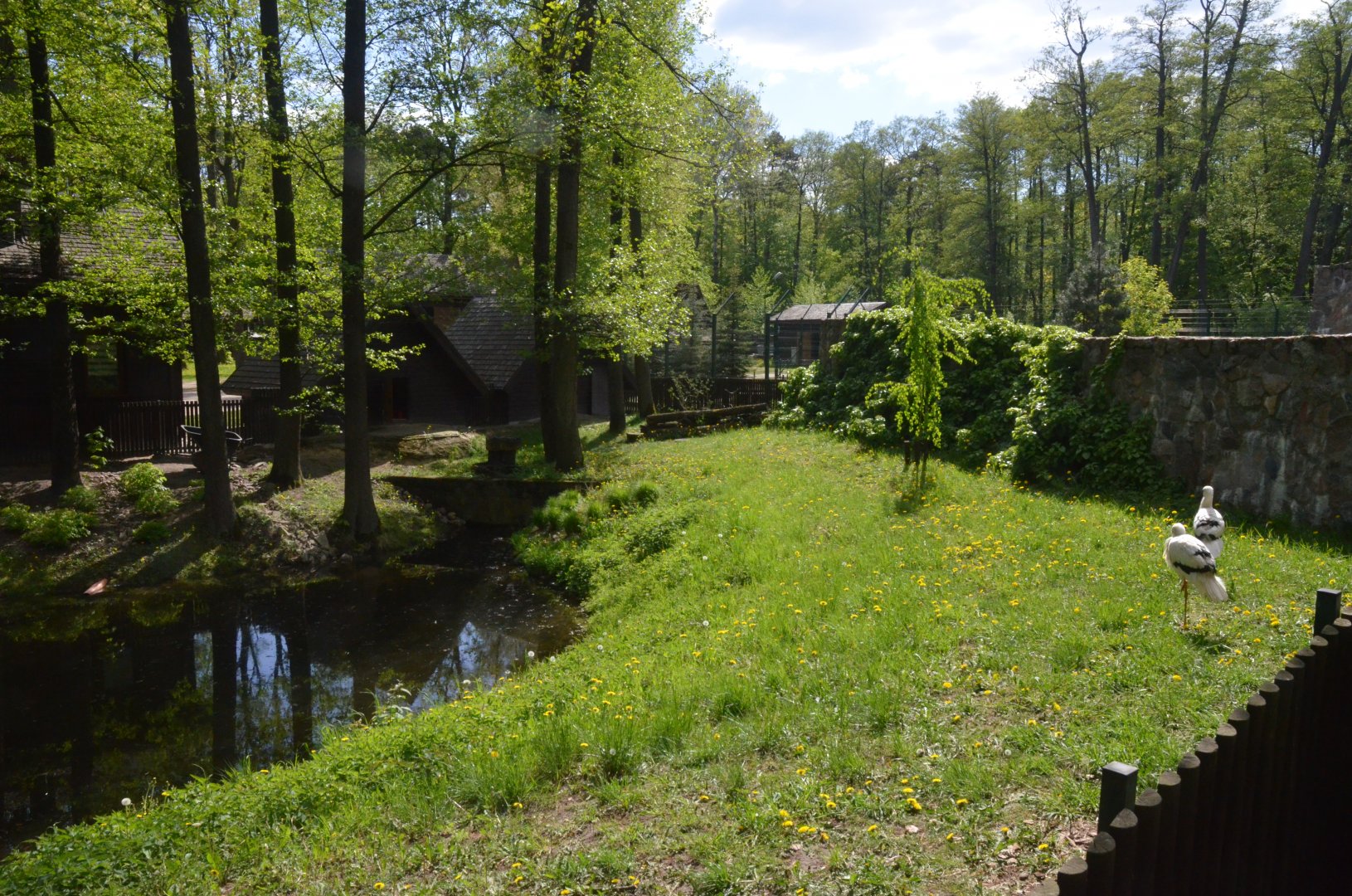 European White Stork Enclosure at Akcent Zoo Białystok, 08/05/19