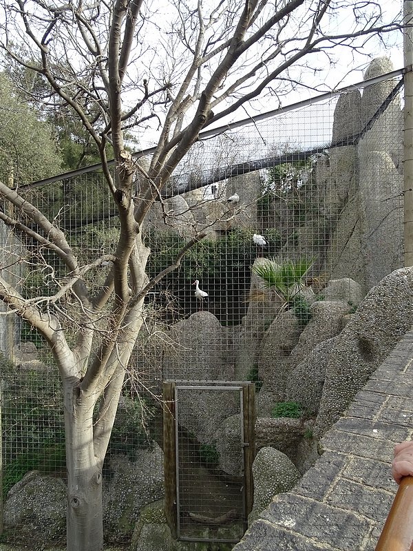 European white stork enclosure