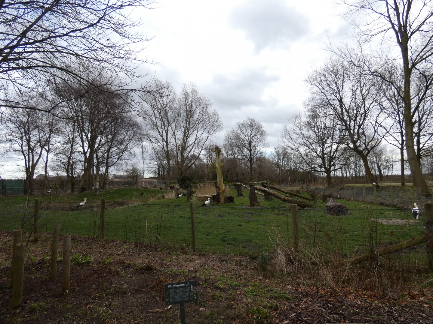 European white stork enclosure