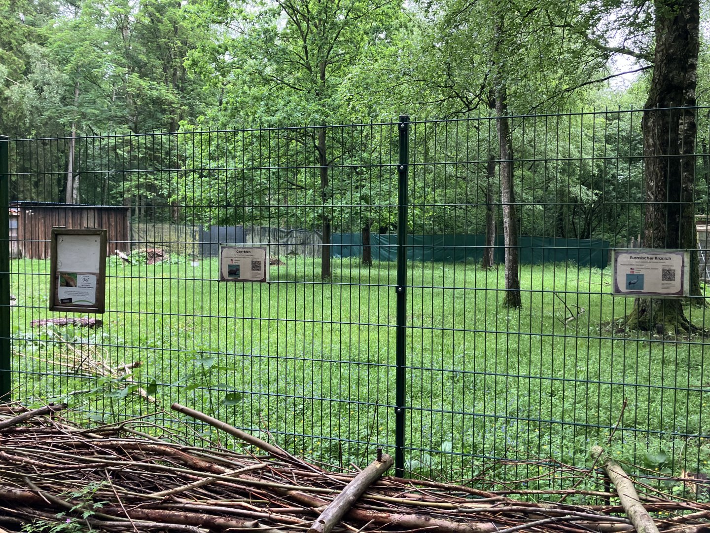 European white stork enclosure